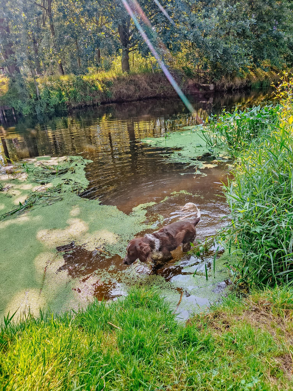 Afbeeldingslocatie: https://tweakers.net/i/xcXOwmgtnU15VqO_CkuT1q-7FQ8=/x800/filters:strip_exif()/f/image/iyb2DvJoL46tcxsnQiaCgEIp.png?f=fotoalbum_large