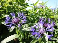 Canon EOS M3 - flora en fauna