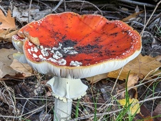Macro Vliegenzwam