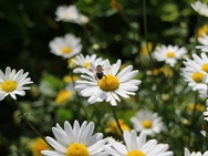 Canon EOS M3 - flora en fauna