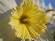 Cameratest Xiaomi 17 - Macro