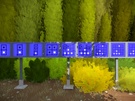 The Witness