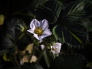 OPPO Find X9 Ultra cameravergelijking - Macro