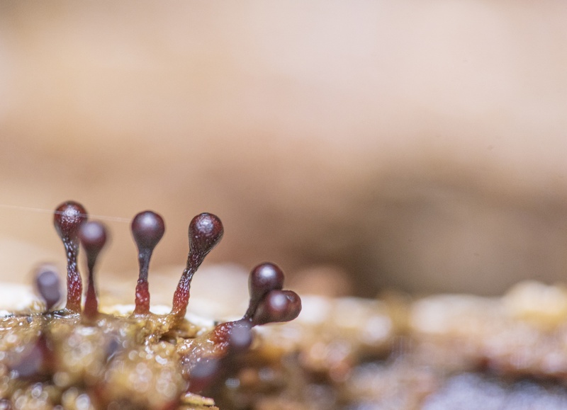 Afbeeldingslocatie: https://tweakers.net/i/ytRKWTyPyKQHQkFi2zgkOXC6EFs=/800x/filters:strip_icc():strip_exif()/f/image/theEKjlDx3eimNUEN6bkSlNP.jpg?f=fotoalbum_large