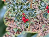 Cameratest - Telecamera