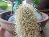 OnePlus 15 cameratest - Macro