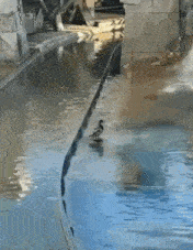 Afbeeldingslocatie: https://tweakers.net/i/zInEVpPzm3GQdEzzDQQ9-sR51SE=/fit-in/4000x4000/filters:no_upscale():gifsicle():strip_exif()/f/image/HqckjYbsfI2AUz78sKng62lu.gif?f=user_large