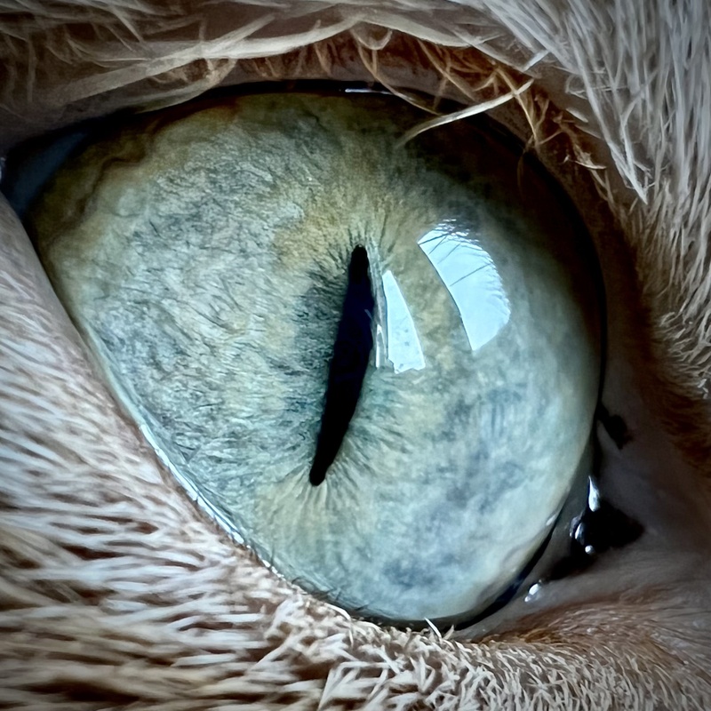 Afbeeldingslocatie: https://tweakers.net/i/zMkEC-6hP98nALVkoIUMZQFN6KE=/800x/filters:strip_icc():strip_exif()/f/image/U7K4jLoe6xa0R2b6Q7FstVlS.jpg?f=fotoalbum_large