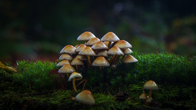 Afbeeldingslocatie: https://tweakers.net/i/zSJYwTTeLZtHP1FkZhJGMhYZqTM=/800x/filters:strip_icc():strip_exif()/f/image/wFXrZLwVslOJopZiV2PEHHWZ.jpg?f=fotoalbum_large