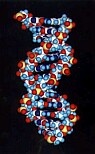 DNA