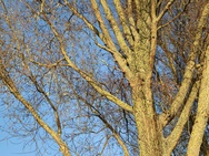 OnePlus 15 cameratest - Telecamera