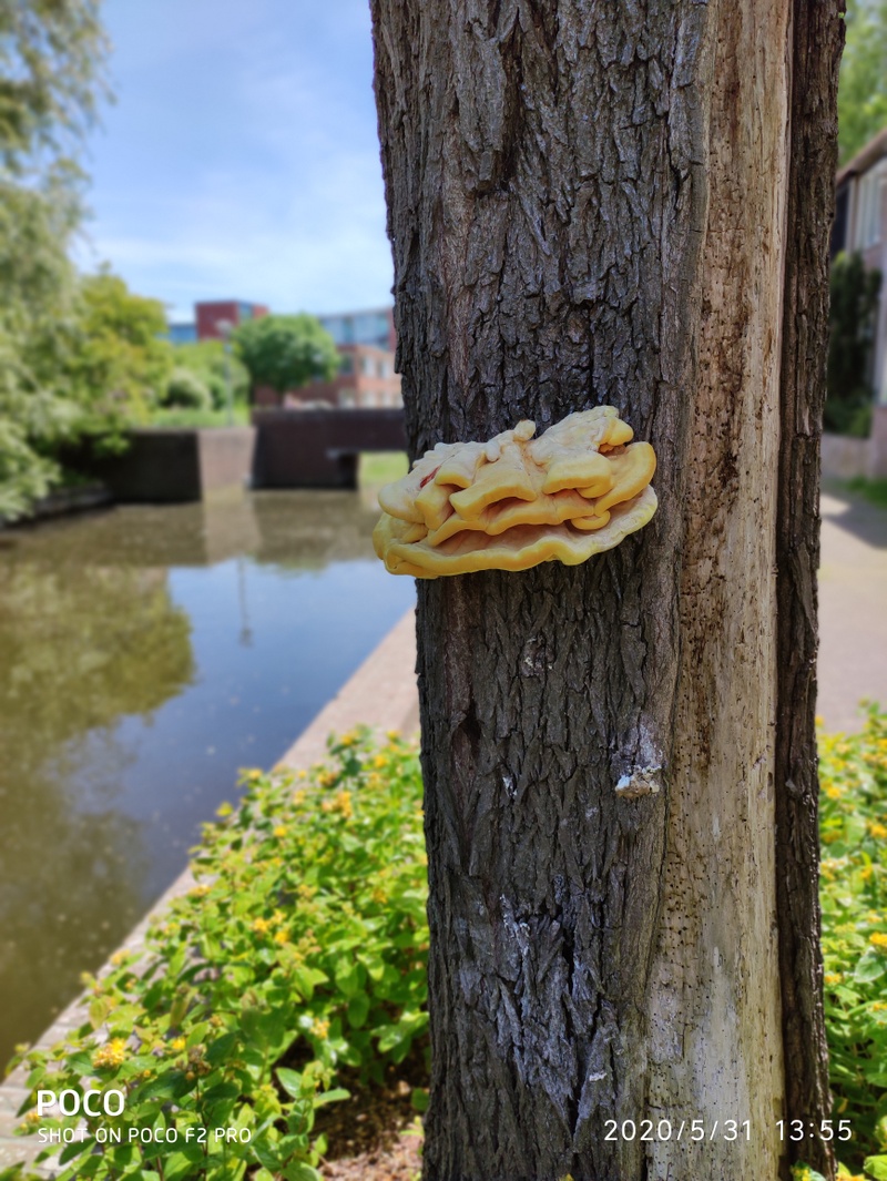 Afbeeldingslocatie: https://tweakers.net/i/zw6Hg3tC0a7ndqzpnBFisivCucA=/800x/filters:strip_icc():strip_exif()/f/image/O78hUzZgvaF900ZYnKKfymRH.jpg?f=fotoalbum_large