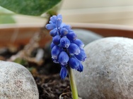 Phone 4a Pro cameratest - Macro V2