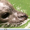 -zeehond